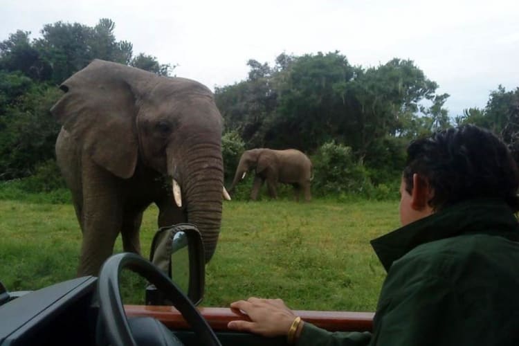 Nearby wildlife